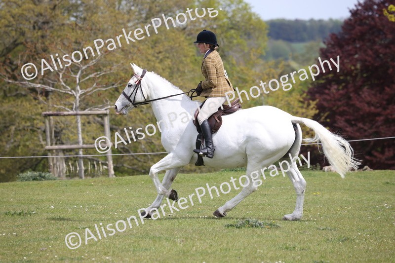 20260426-4418 - Class 34 - Best Riding Horse Over 14.2hh