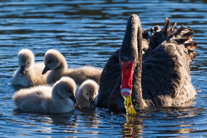 3 Family 0A3A6980 - Black Swans and cygnets