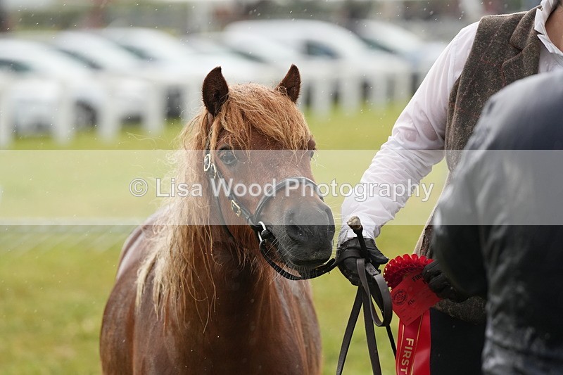 DSC04634 - Class 46: NPS Shetland Youngstock