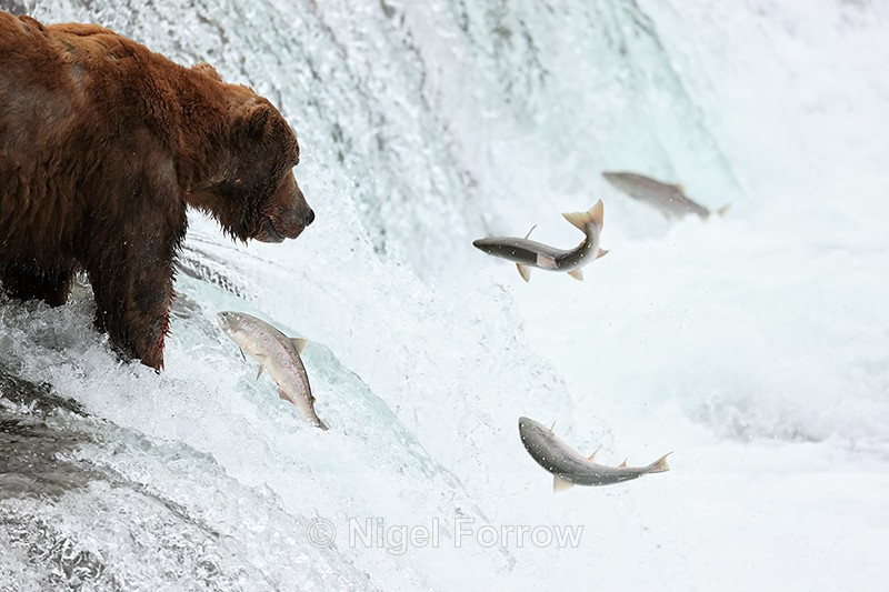 Brown Bear watches mutliple salmon jumping out of reach, Brooks Falls - Brown Bear