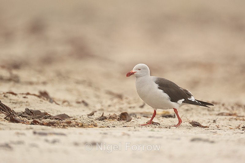 Dolphin Gull, Saunders Island, Falklands - Dolphin Gull