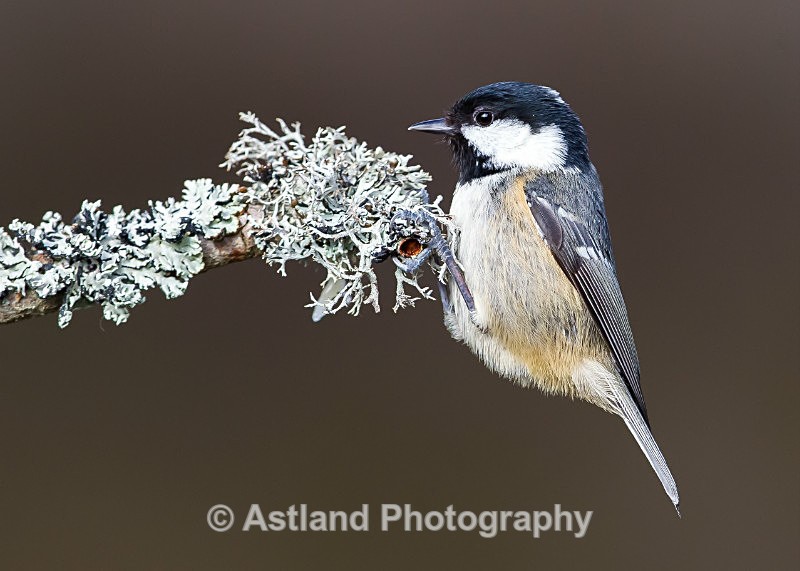 Astland Photography, Bird and Wildlife Images, Susan and Peter Wilson, U.K.