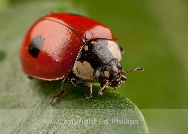 2-Spot Ladybird - Adalia bipunctata (2-Spot Ladybird)