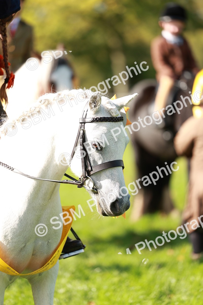 SBM_42162 - S32 - Mountain & Moorland Working Hunter Pony