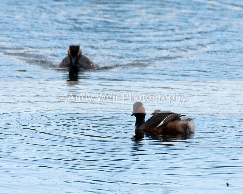 20080625-112 - Black-necked Grebe