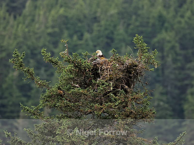 Bald Eagle nest near Whittier, Prince William Sound, Alaska - Bald Eagle