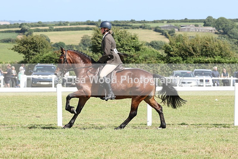 JPP_2332 - Class 19: Working Hunter 60cm