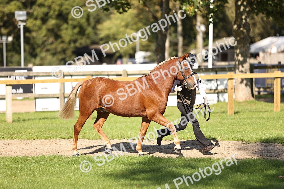 SBM_26141 - S5 - Novice & Newcomers In Hand
