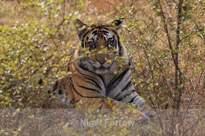 Eye contact with Bengal Tiger in bush, Panna, Madhya Pradesh, India - Tiger