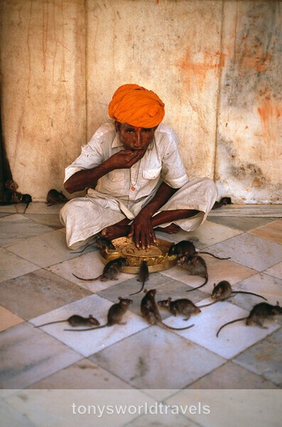 Rat temple with priest India - India