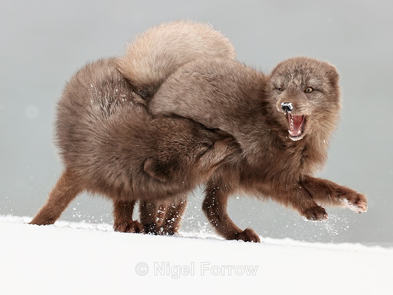 Scuffling Arctic Foxes, Hornstrandir, Iceland - Arctic Fox