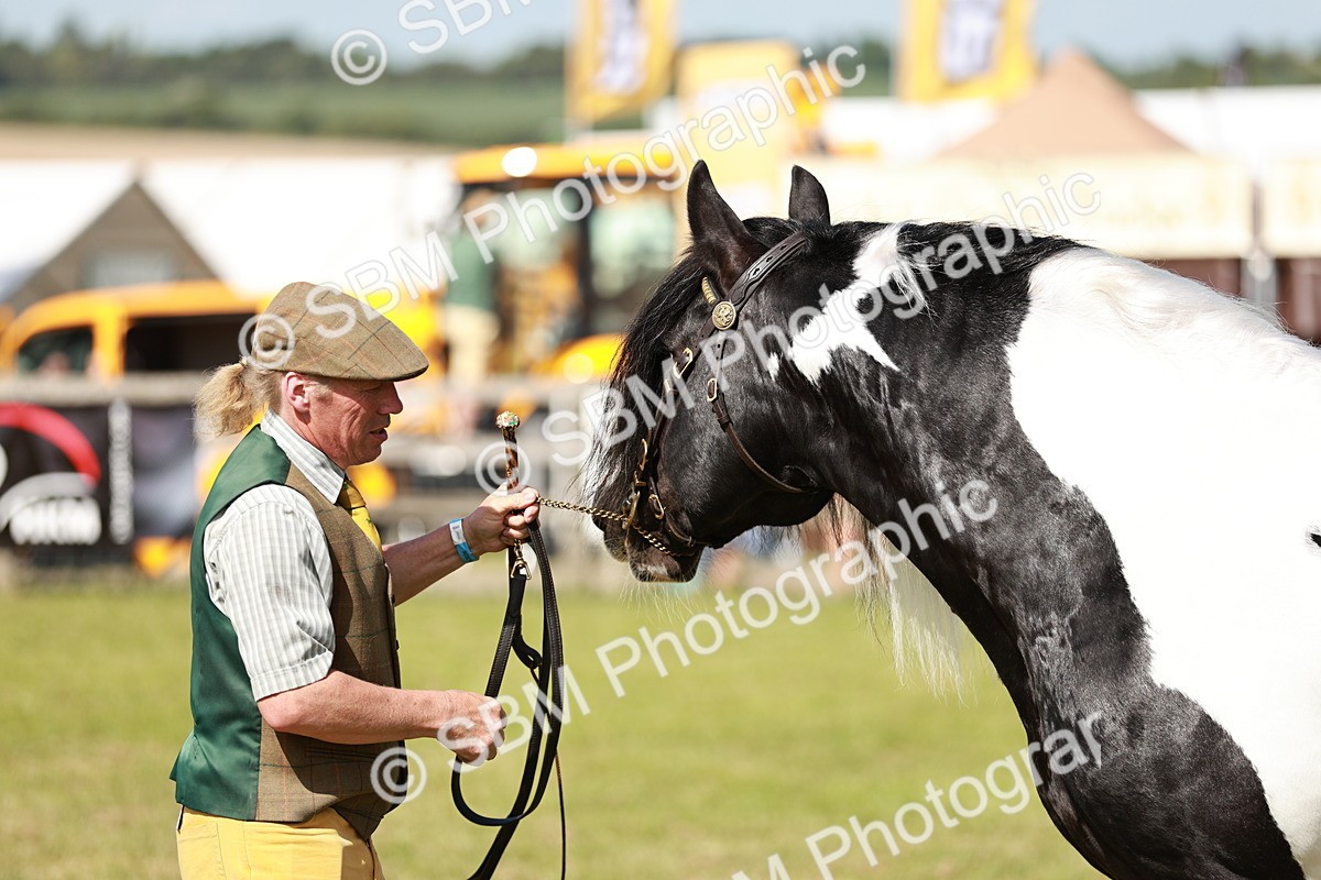 SBM_08851 - Class 63-65 - Traditional Gypsy Cobs In Hand & Ridden