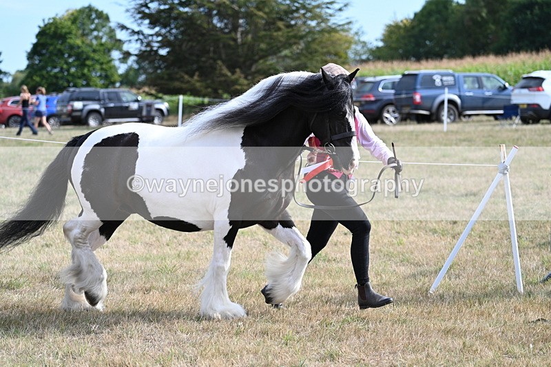 WJ7_8120 - In-hand Championship