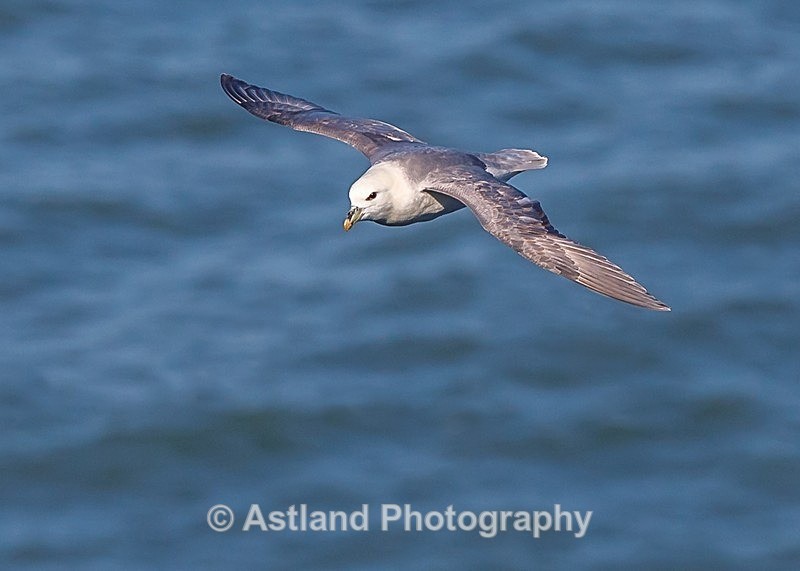 Astland Photography, Bird and Wildlife Images.