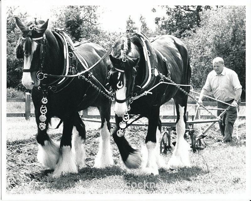  - Local residents of the hairy kind Benfleet and Essex