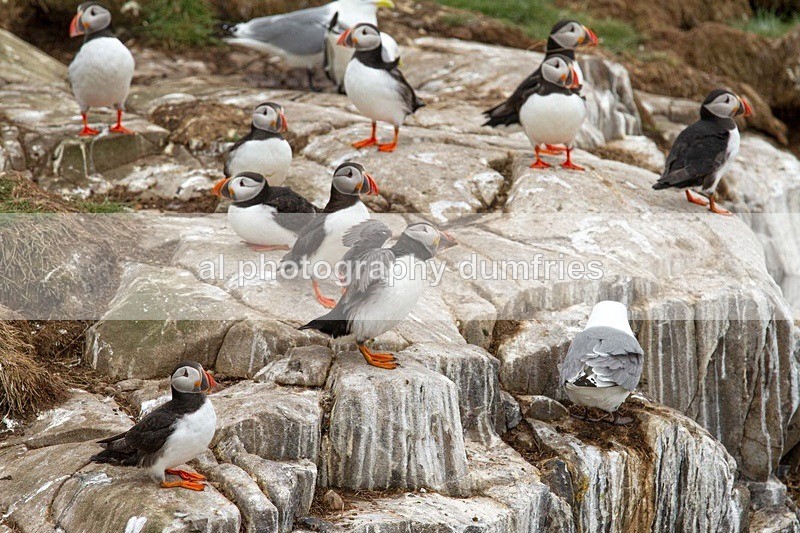 _CNP0645 - Farne Isles