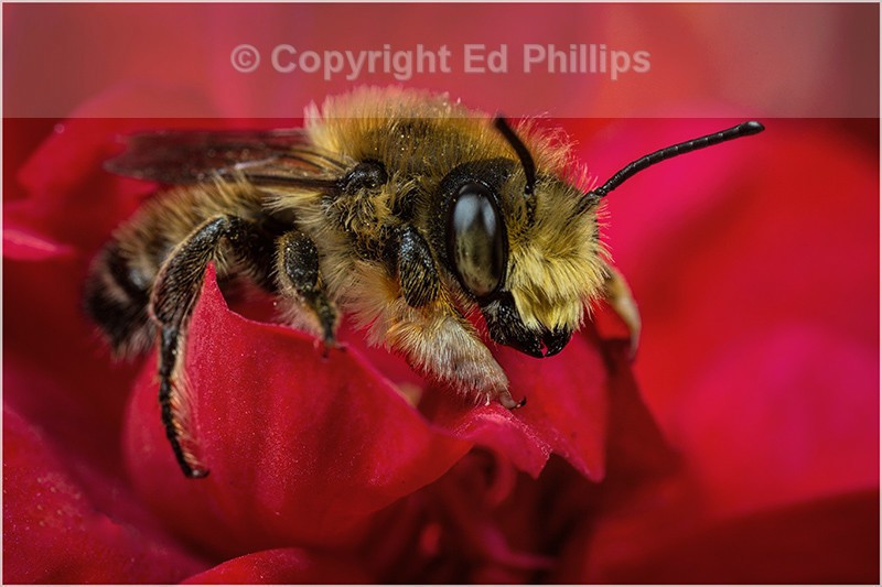 Megachile willughbiella (m)