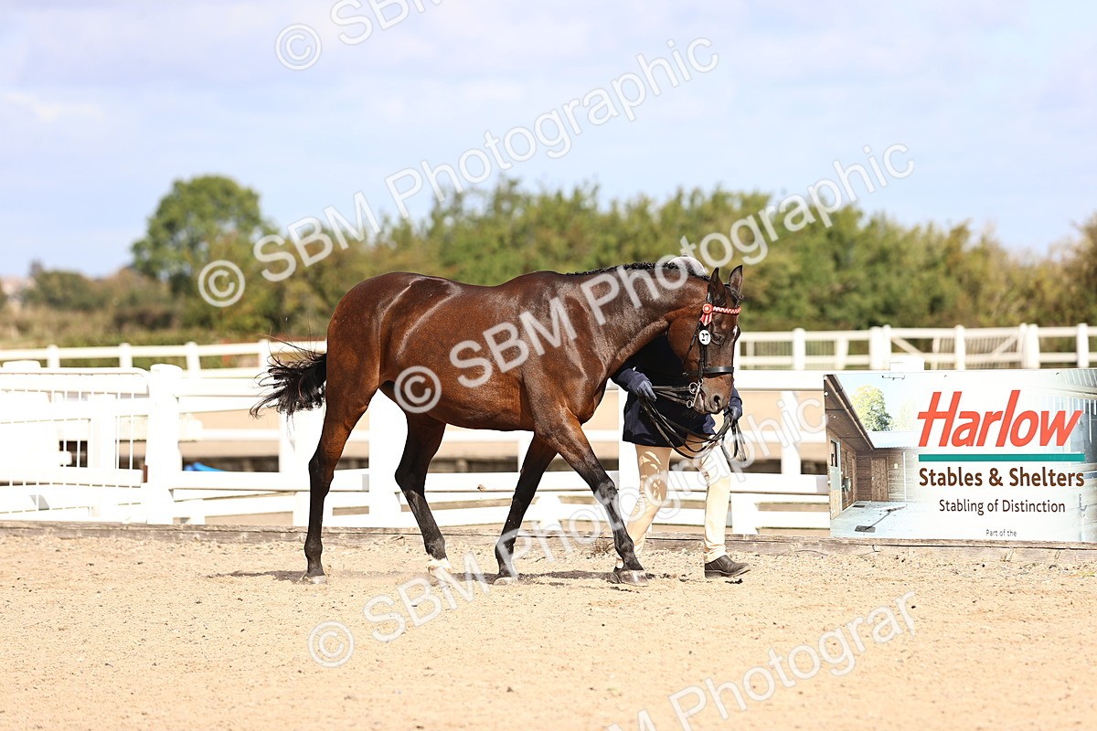 SBM_11496 - Class 407 - IH Hack-Riding Horse