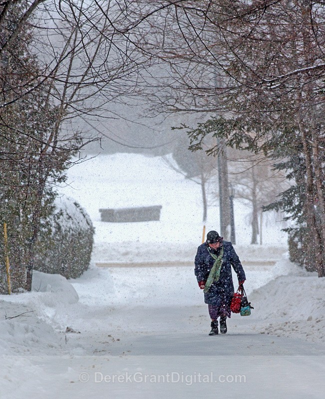 A Walk in the Snow - Winterscape