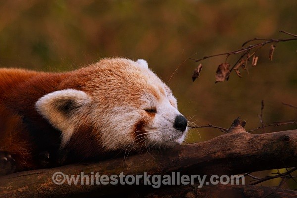 Sleepy Head! - Wildlife and Animals