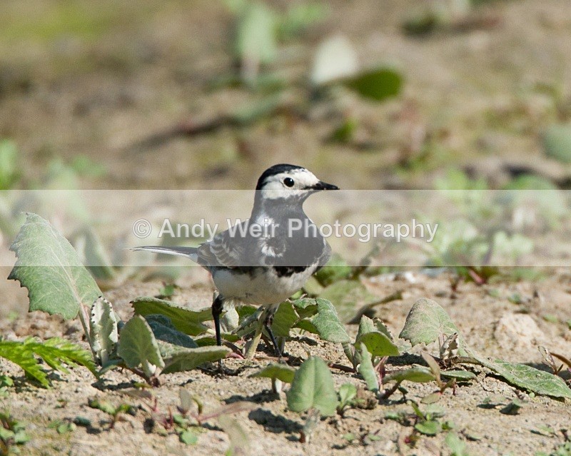 20110422-IMG_4707 - Wagtails