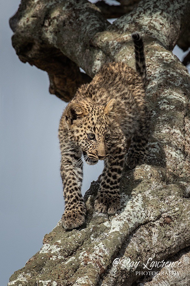 Masai Mara 160223_RLP135535 - Colour Fine Art Wildlife