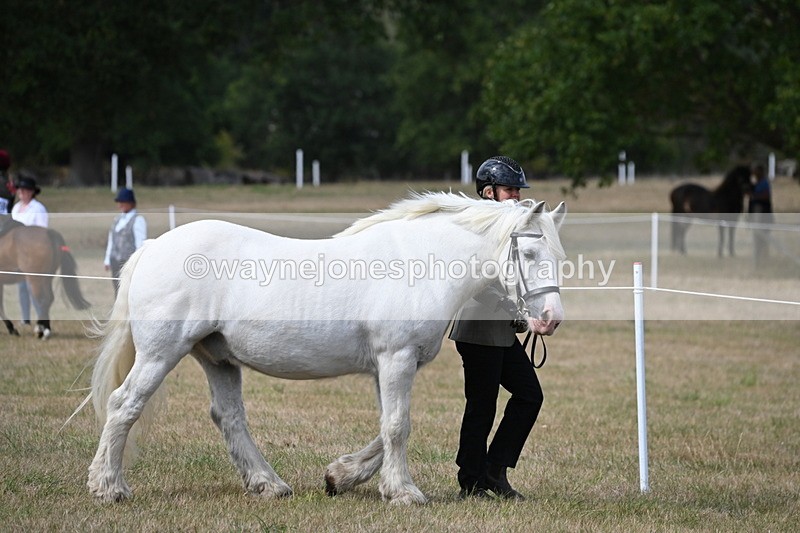 WJ6_6414 - Class 20 In-hand Cob