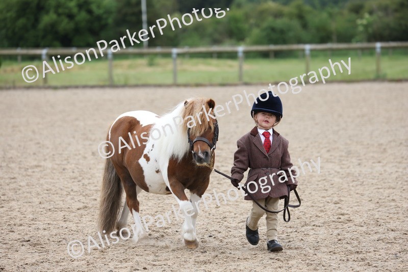 20250524-0431 - Class 5 - Minitures and Sheltands