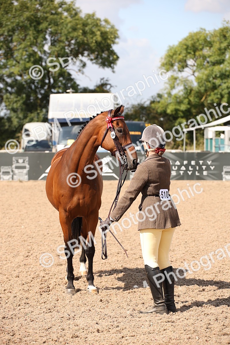 SBM_03404 - Class 18 Handsomest Gelding (IH or Ridden)