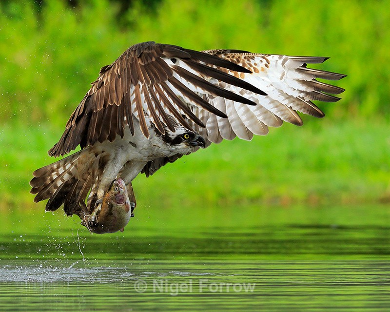 Osprey (Red 8T) takes off with trout at Rothiemurchus - Osprey