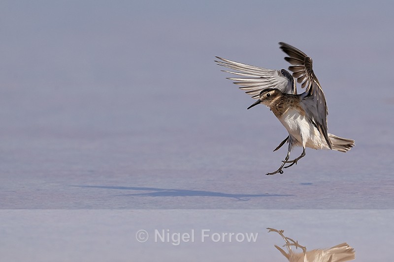 Baird's Sandpiper about to land in lagoon, Chaxa, Chile - Baird's Sandpiper