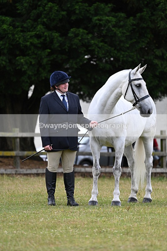 WJ7_7004 - Class 5a Most Handsome Gelding in Hand