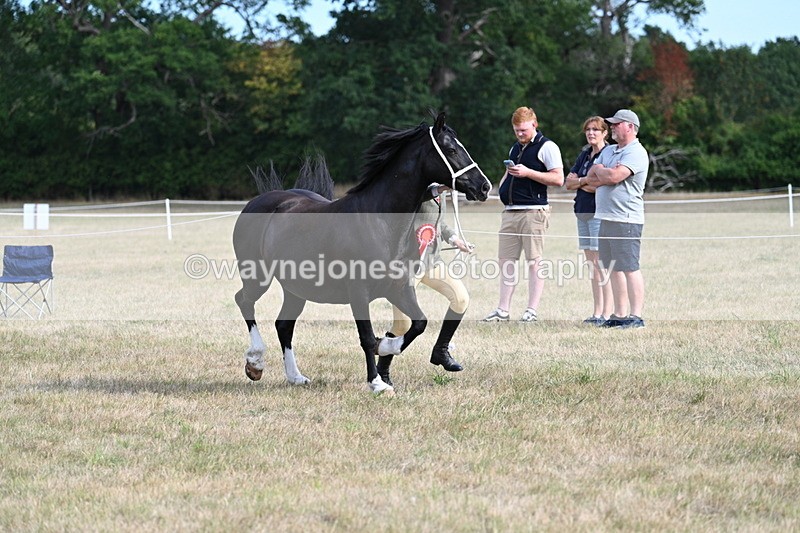 WJ7_8207 - In-hand Championship