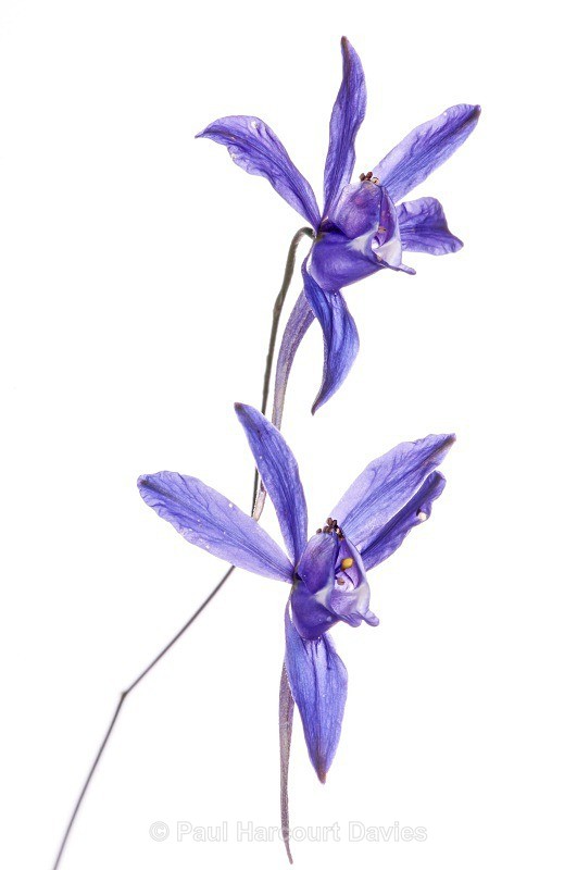 Forking Larkspur (Consolida regalis) - Plants - WB