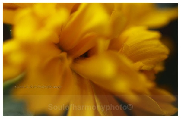  - Floria Macro