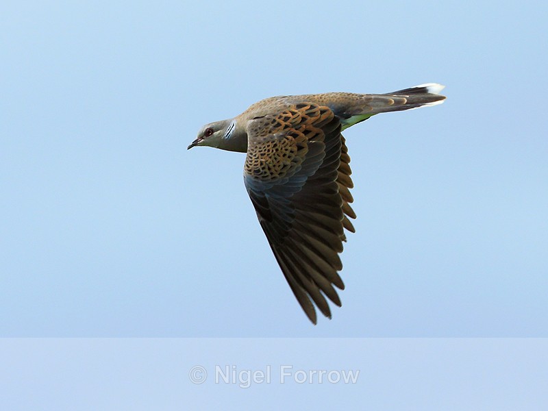 Turtle Dove in flight at Otmoor RSPB - Turtle Dove