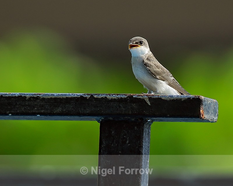 Bank Swallow (juvenile) perched, Sierpe, Costa Rica - Bank Swallow