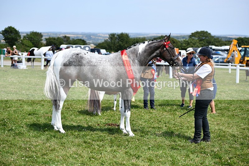 DSC_7958 - Coloured Horse In Hand Championship