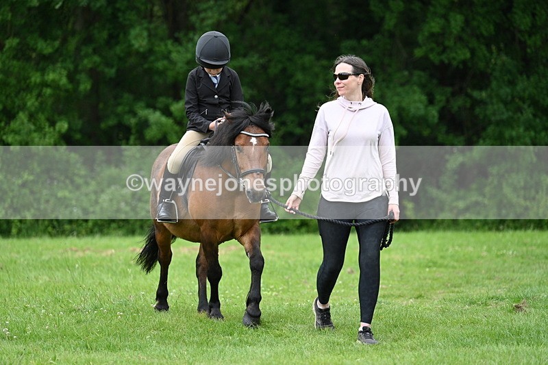 WJ7_4281 - Class 14A Handsome Gelding