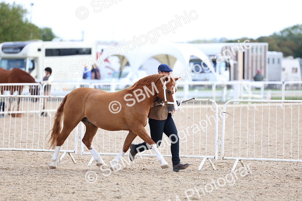 SBM_18716 - Class 317 - IH Pure Bred Horse-Pony