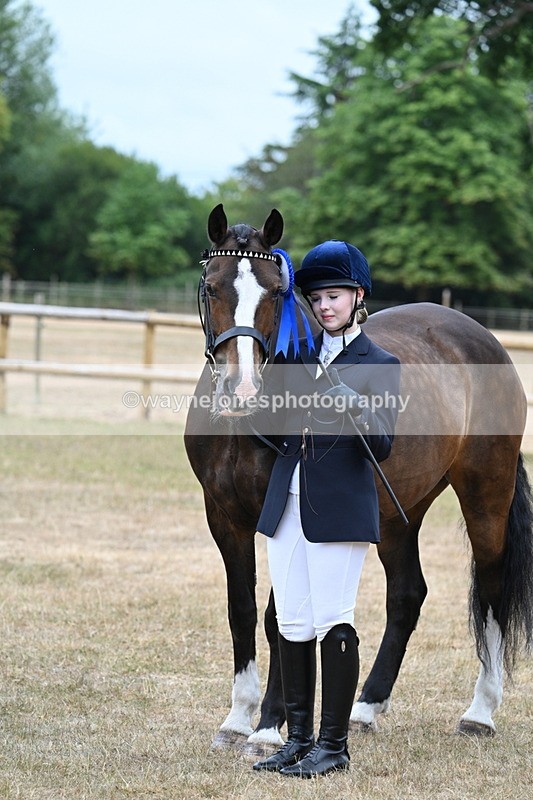 WJ7_0168 - Class 5a Most Handsome Gelding (above 14.2hh)