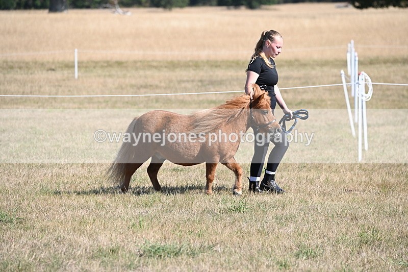WJ6_7191 - Class 33 Rescue Pony