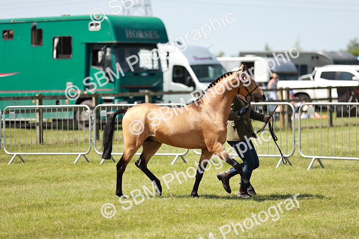SBM_05566 - Class 41-45 - Riding Pony-Hunter Pony Breeding