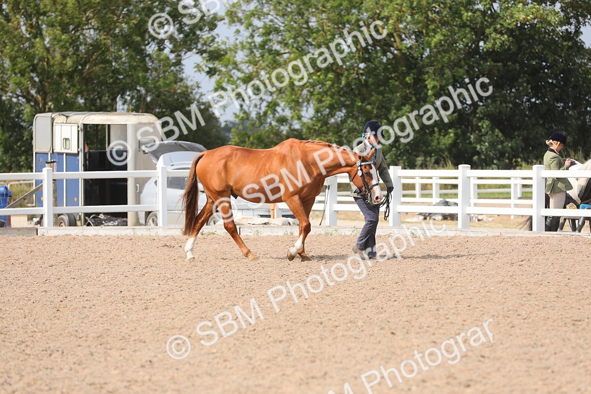 SBM_15662 - Class 312 IH Competition Horse/Pony