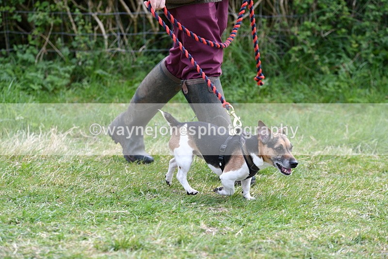 WJ5_0262 - Class 7 Best Terrier