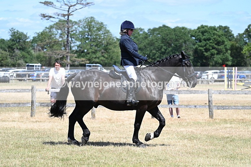 WJ7_2877 - Class 7 Riding Club Show Horse