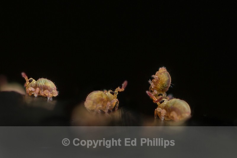 Sminthurides aquaticus - Sminthurides aquaticus