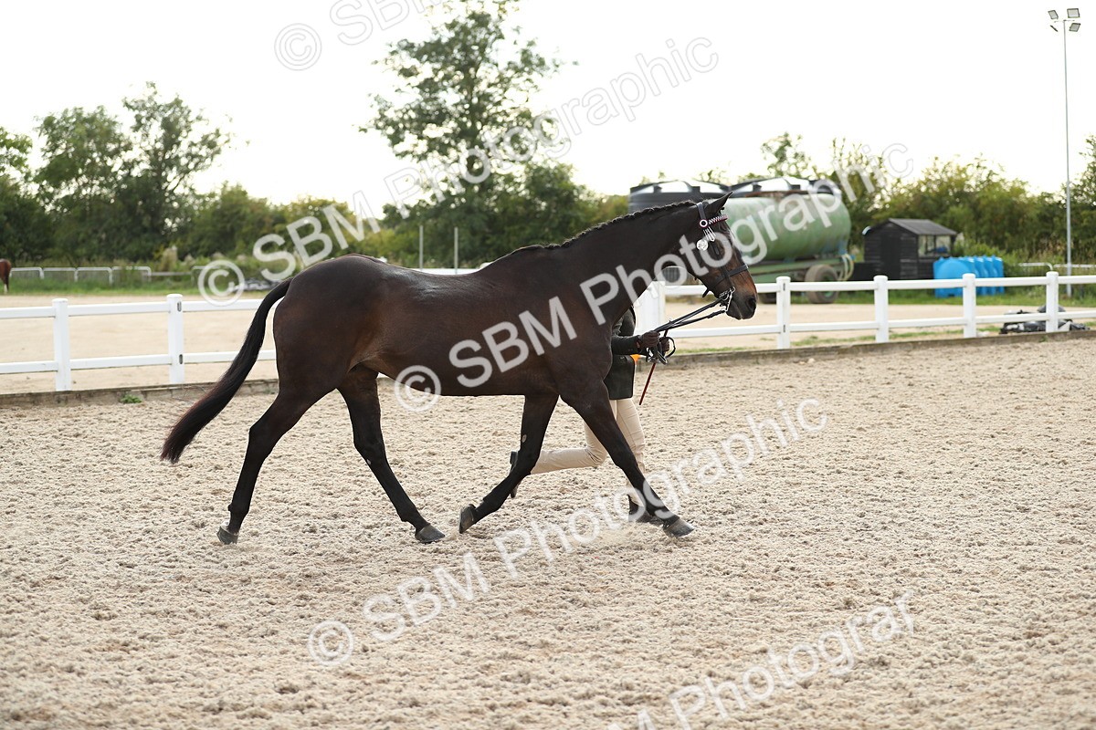 SBM_08533 - Class 28 - IH Veteran Horse