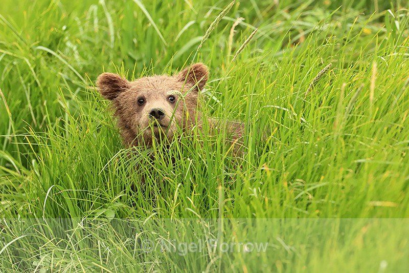 Brown Bear cub peers out from grass, Silver Salmon Creek, Alaska - Brown Bear