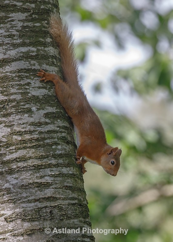 Red Squirrel - Latest Images
